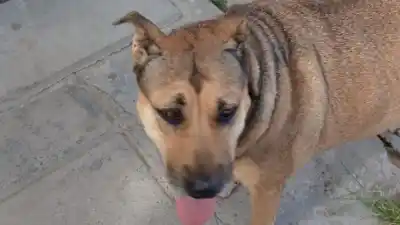 Desesperada búsqueda de “Gorda”: desapareció en el barrio Gendarmería y no hay rastros