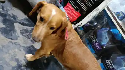 Un perrito deambula solo en el barrio Santa Rita: ¿alguien lo reconoce?