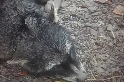 Lo encontraron sin vida en la ruta: el triste final de un Aguará Popé en Corrientes
