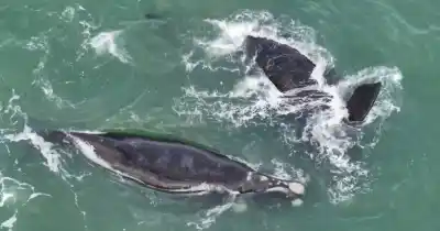 Imponente espectáculo en Mar del Plata: ballenas aparecieron a metros de la costa y dejaron a todos boquiabiertos