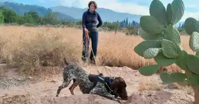 El perro que detecta pichiciegos: el arma secreta del CONICET contra el Chagas