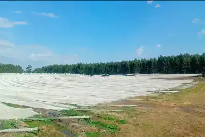 Lo que el viento se llevó: productor de arándanos de Concordia perdió $300 millones en minutos