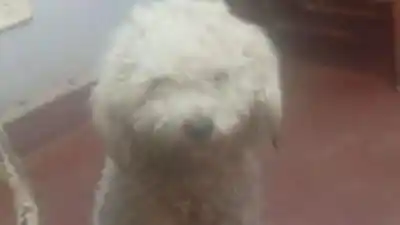 Dueños desesperados buscan a su perro perdido en San Pedro: ¿lo viste?