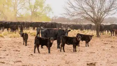 Sequía implacable: La Pampa suma más zonas a la emergencia agropecuaria y los productores no salen del pozo