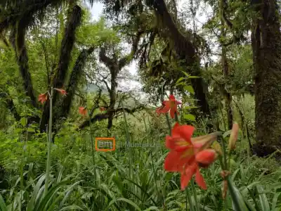 Campo de las Azucenas, un paraíso oculto en Monteros
