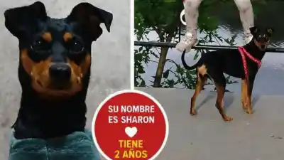 Desesperada búsqueda de "Sharon": se perdió en Alto Comedero y sus dueños no pueden encontrarla