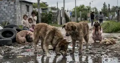 Uno de cada tres perros en el Arenales tiene esta enfermedad letal que ya mató a una nena