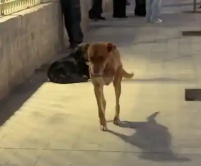 Sobrevive entre la nieve y la basura: la desgarradora historia de "Tres patas" que conmueve a Comodoro