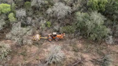 Un ecocidio silencioso: en seis meses arrasaron un área equivalente a dos veces la Capital Federal