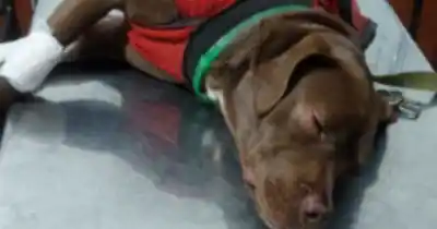 Atropellada y abandonada en la calle: la desgarradora lucha de una perrita en Salta