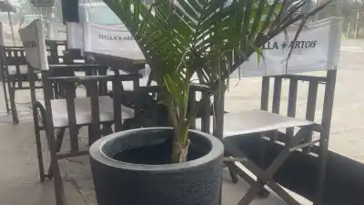Le robaron una palmera de la puerta de su local y ofrece recompensa para recuperarla