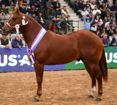 De Mburucuyá a Palermo: el caballo correntino que se robó todas las miradas