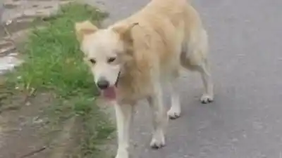 Desesperada búsqueda en Jujuy: “Copito” lleva meses perdido y su familia no se rinde