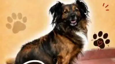 Desesperada búsqueda de “Pupo”: el perro que desapareció en el barrio Gorriti