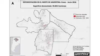 Alarma en Formosa: la deforestación legal que nadie frena y el pedido de Greenpeace para que sea delito