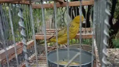 Rescataron más de 20 aves protegidas en Lavalle y Las Heras: el destino que les espera