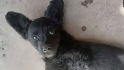 ¿Quién le dará un hogar a Perlita? Esta perra busca familia en Jujuy