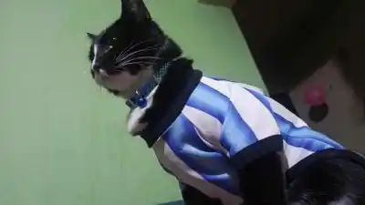 Una gata se perdió en La Quiaca y hay desesperación por encontrarla