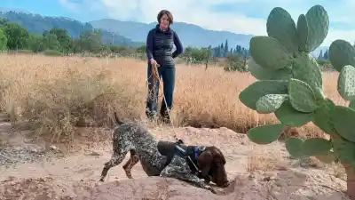 El secreto de los pichiciegos: un perro neerlandés que los detecta bajo tierra