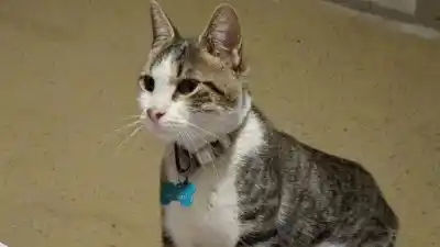 Desesperada búsqueda de “Oli”: el gato que desapareció en Coronel Arias