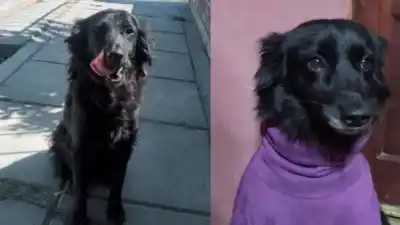 Desesperada búsqueda de “Negra” en Palpalá: ¿la viste?