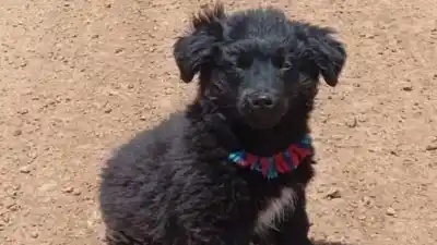 Desesperada búsqueda de "Roky": el perro perdido en La Quiaca que moviliza a toda una comunidad