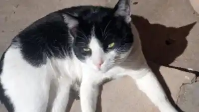 Desesperada búsqueda en San Pedrito: perdieron a su gato y piden ayuda para encontrarlo