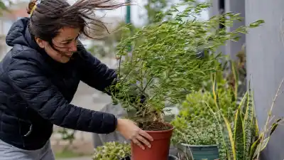 El truco infalible para saber si tus plantas sobrevivieron al viento norte en Jujuy