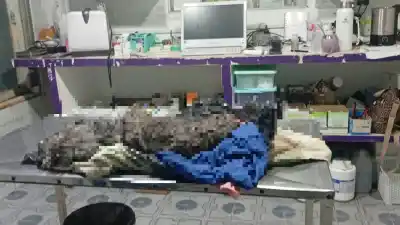 Vecinos de El Carmen descubrieron un calvario animal: lo que encontraron en la perrita los dejó sin palabras