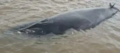 Impactante hallazgo en San Isidro: una ballena de 30 toneladas quedó varada en el río y luchan por salvarla