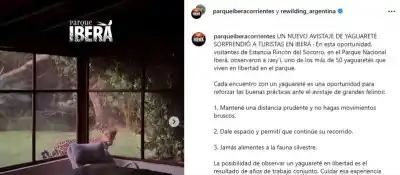 Turistas en Iberá se encontraron con un yaguareté en el patio de su estancia