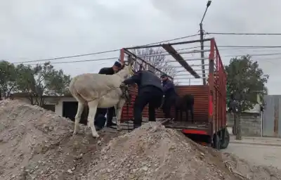 Secuestraron caballos y burros sueltos en dos barrios de Salta