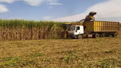 Azúcar: esperan que el precio del mercado interno pueda repuntar tras récord de producción