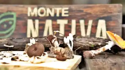 El secreto de los hongos misioneros: cultivo ultrarrápido y en espacios mínimos