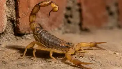 Alerta en Jujuy: el 70% de las picaduras de alacranes del país se registran en el NOA