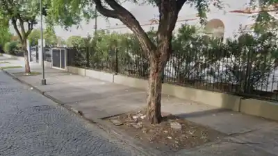 Polémica en el Paseo Ciudadela: sacan ocho tipas centenarias y prometen 39 árboles nuevos
