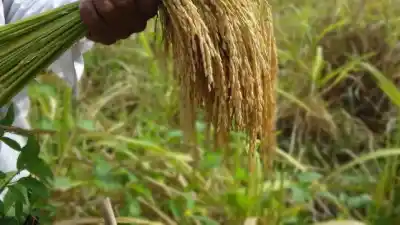 Alerta en el campo entrerriano: la producción de arroz podría desplomarse un 30%