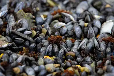 ¿Querés aprender a cultivar mejillones de forma sustentable? Tolhuin ofrece un taller gratuito