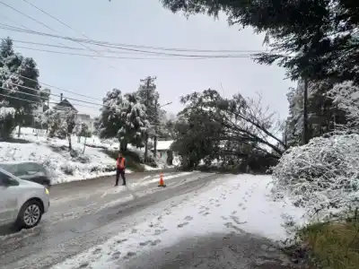 Un árbol cayó sobre la avenida Bustillo y el operativo para liberarla fue vertiginoso