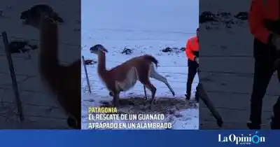 En una ruta de Santa Cruz, un guanaco quedó atrapado en un alambrado y su rescate sorprendió a todos