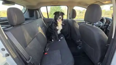 Mirá cómo tenés que llevar a tu mascota en el auto para evitar multas y accidentes en San Juan