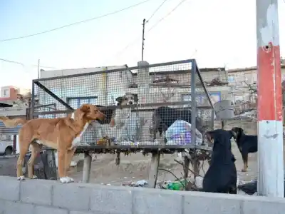 Siete de cada diez cachorros mueren en la calle: la solución que Comodoro necesita para frenar la crisis animal