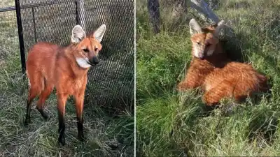 El aguará guazú rescatado en Gualeguay ya camina hacia su libertad con un collar satelital