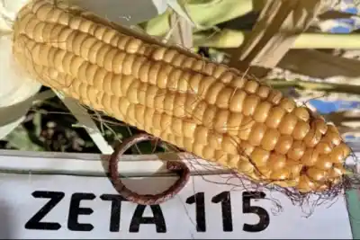 El secreto que esconden los maíces que desafían el frío extremo de Santa Cruz