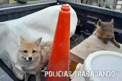 Allanamiento en Curuzú Cuatiá: rescatan a un zorro y un jabalí que vivían atados en una vivienda