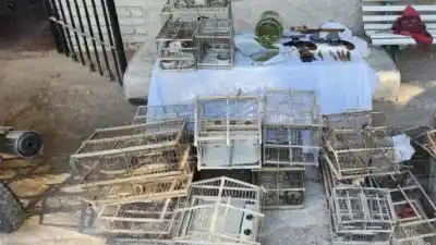 Allanamiento en Maipú: lo que escondía detrás de las jaulas de aves protegidas