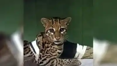 Tras cinco meses de lucha, volvió a la selva: la historia de la ocelote que sobrevivió a un atropello