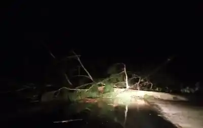 El fuerte viento derribó dos enormes eucaliptus que cortaron la Ruta 325 y cables de media tensión