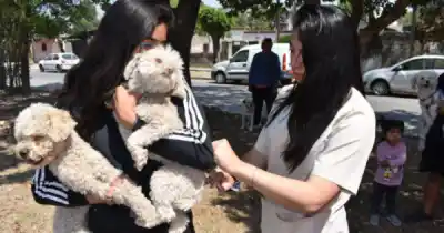 Llega la vacunación antirrábica gratuita a Salta: conocé los puntos y horarios