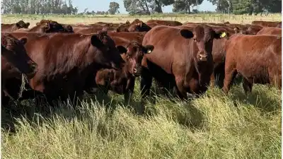¿Aportes voluntarios al IPCVA? La Sociedad Rural de Santa Fe exige transparencia y libertad para los productores